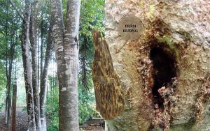 Trầm Hương nguồn gốc và ứng dụng