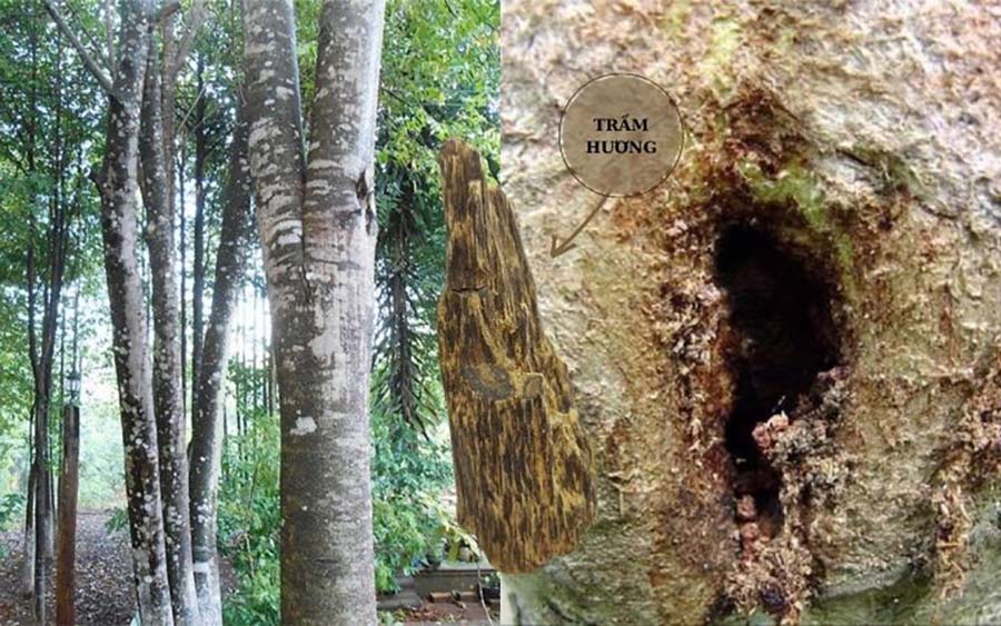 Trầm Hương nguồn gốc và ứng dụng